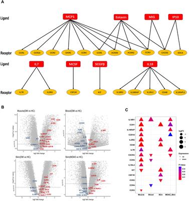 The Expression of Cytokine Profiles and Related Receptors in Idiopathic Inflammatory Myopathies